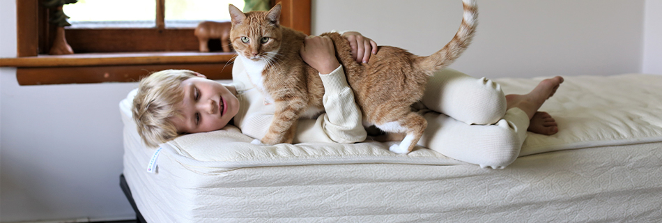 Joybed No Latex Mattresses