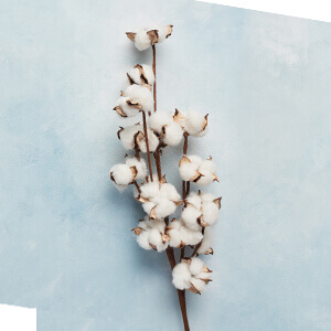 Cotton branch on light blue background